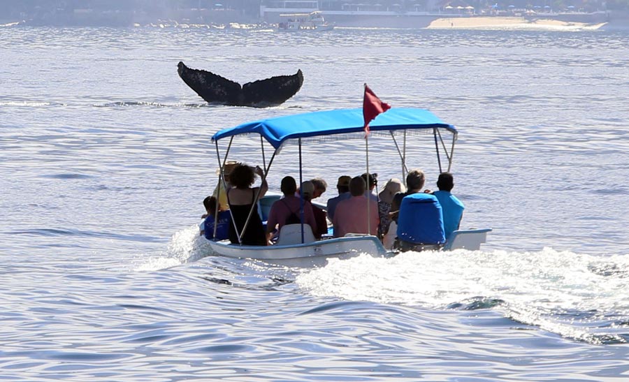 Avistamiento ballenas Puerto Vallarta 